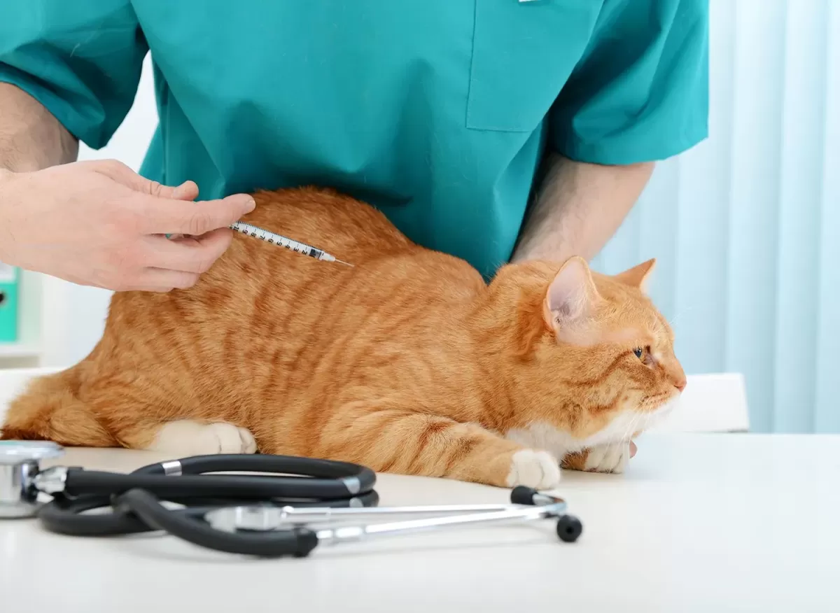 Understanding Diabetes In Cats Causes Symptoms And Management