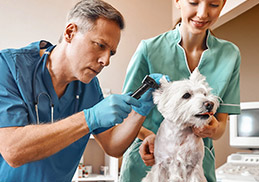 As an RVT, I see how much pets suffer from uncomfortable ears.
                  Puainta's ear drops are gentle yet effective, making routine
                  cleaning easy and stress-free for both the pet and the owner.