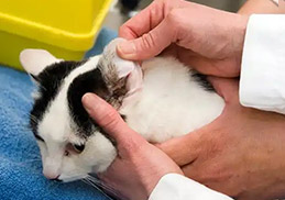 Many owners don't realize how much discomfort affects their pet's mood. Using Puainta products has visibly improved my dog's overall comfort, leading to a calmer, happier, and more active lifestyle.