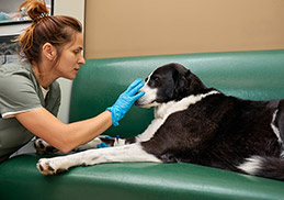 I advise my clients to focus on preventative care. Puainta's products are excellent for maintaining long-term skin and ear balance, which significantly reduces the need for more intensive interventions later on.