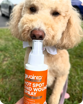 My dog doesn't mind this on his raw spots, and it doesn't sting at all. 
                  He won't let me spray it, but dabbing works perfectly. 
                  The spots healed, and he stopped licking. Great product.