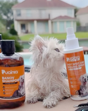 I rescued a stray cat that had some skin issues and a pretty
                    strong smell. I figured I'd give Puainta's spray and shampoo
                    a try. Shipping was quick, which was nice. After a few days
                    of using it, the cat definitely smelled better and started
                    looking healthier. The skin didn't look as irritated either.
                    It's not a miracle cure, but it did help more than I
                    expected. I'll keep using it and see how it goes.