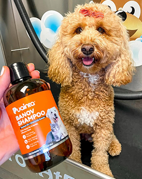  Its natural ingredients make me feel comfortable using it on
                    my dog. The light scent is pleasant and refreshing, not
                    overpowering, and leaves a really positive impression. I
                    feel good knowing it's gentle on my dog's skin while keeping
                    them clean and smelling fresh.