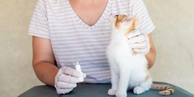 terramycin for cats