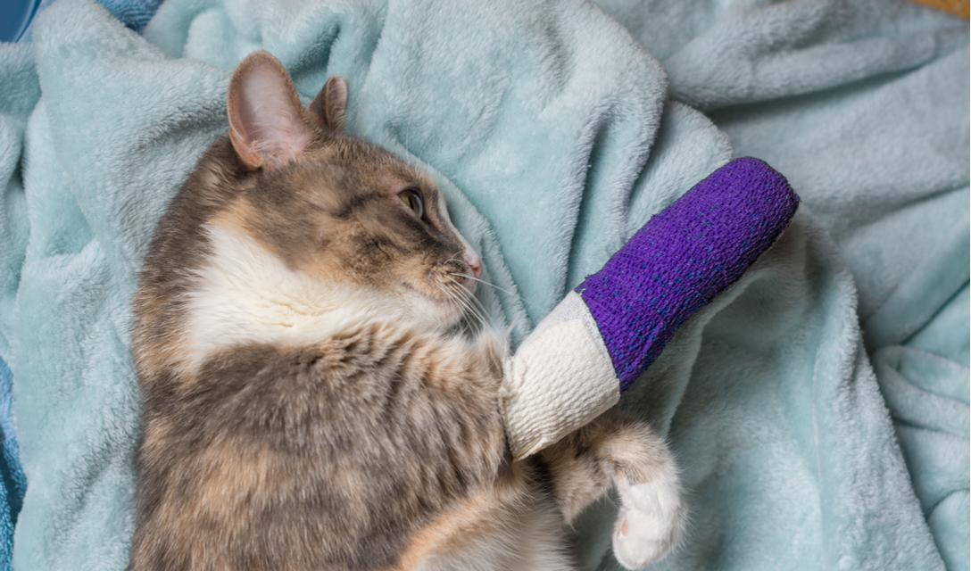 cat broke front radius how long to heal