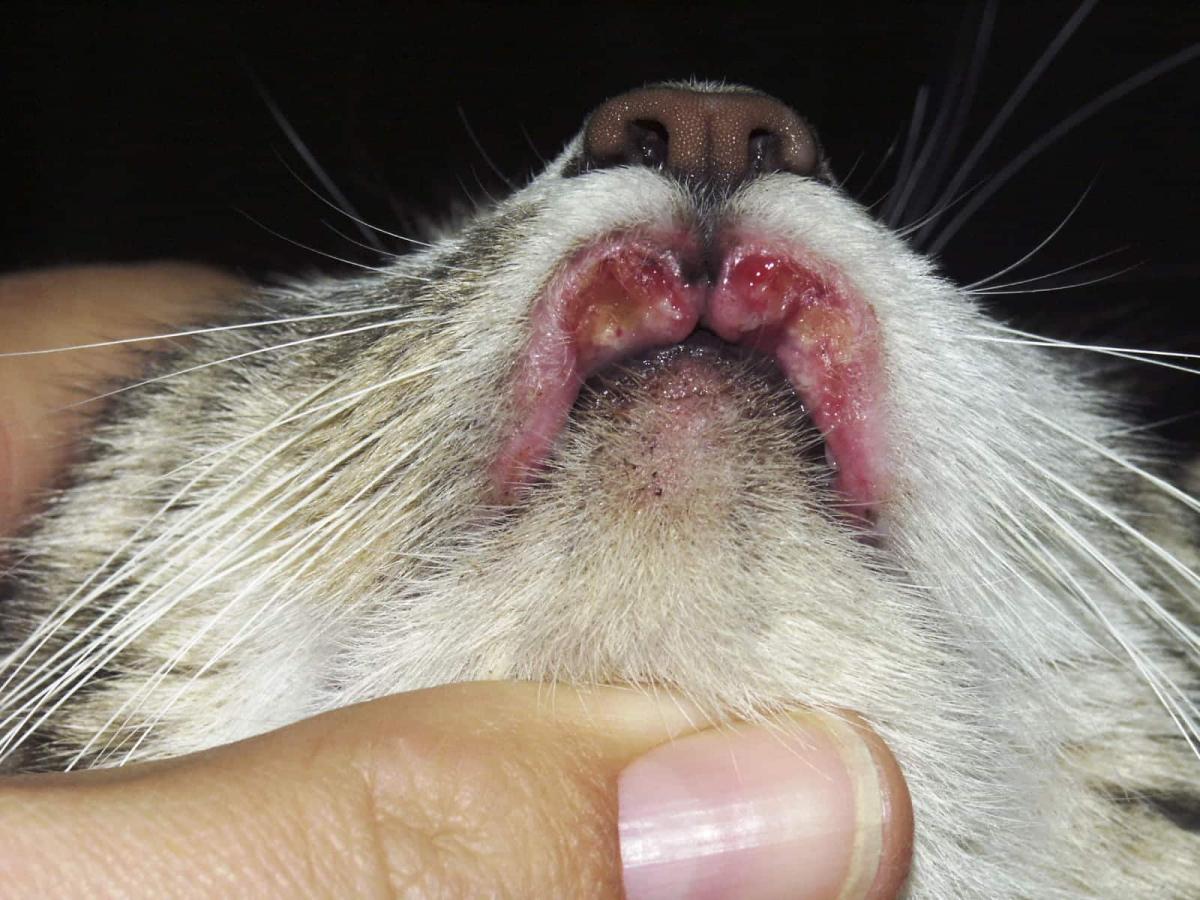 complexo de granuloma eosinofílico felino