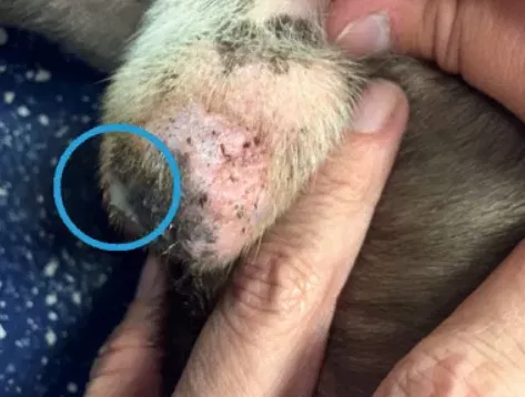 Smegma-Infektion bei Hunden
