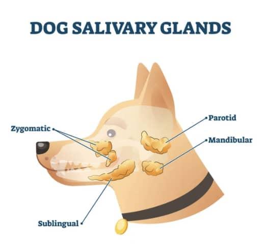 canine salivary mucocele