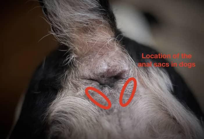 how to tell if dogs anal glands are full