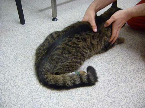 Feline Spinal Cord Injury