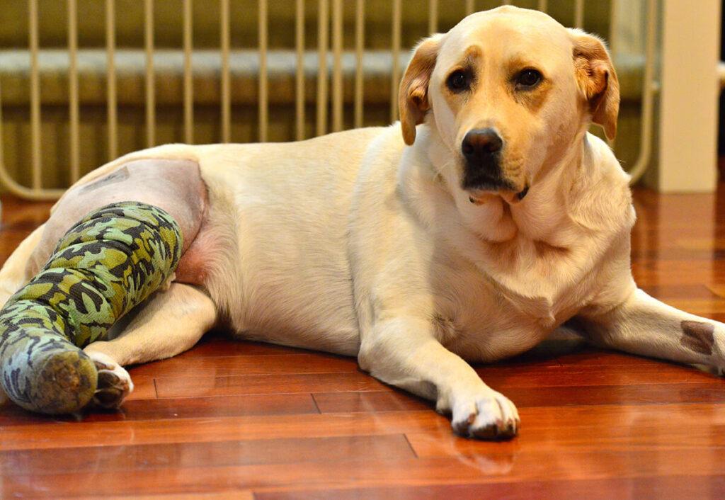 Acl Injury in Dogs
