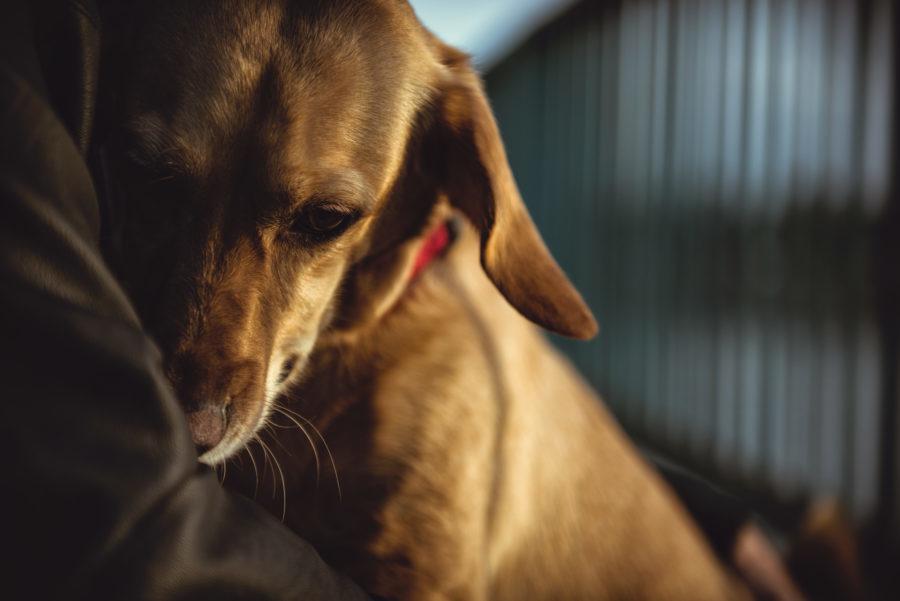 Enfermedad de Chagas en perros