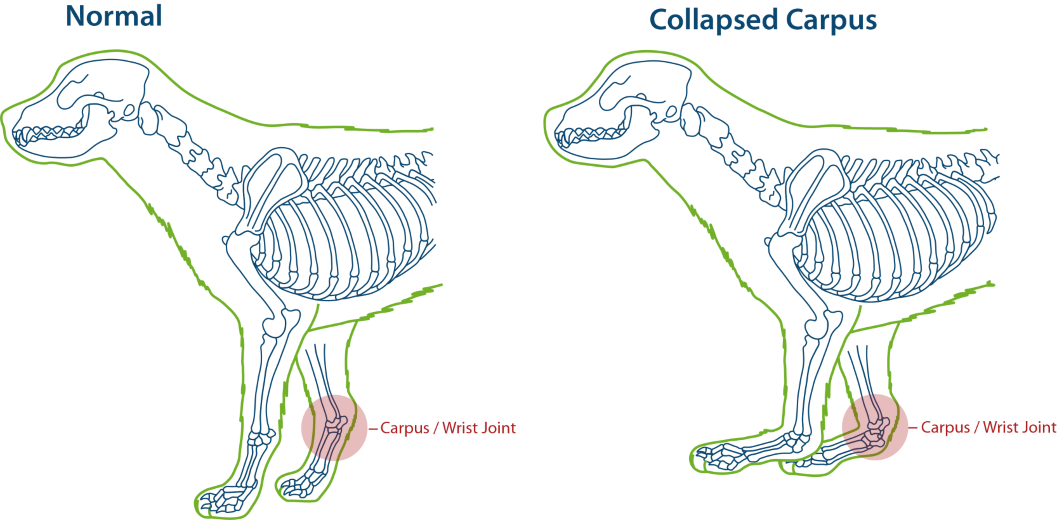 Hiperextensión del carpo canino