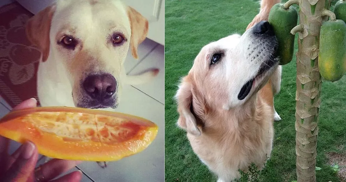 can dogs eat papaya​