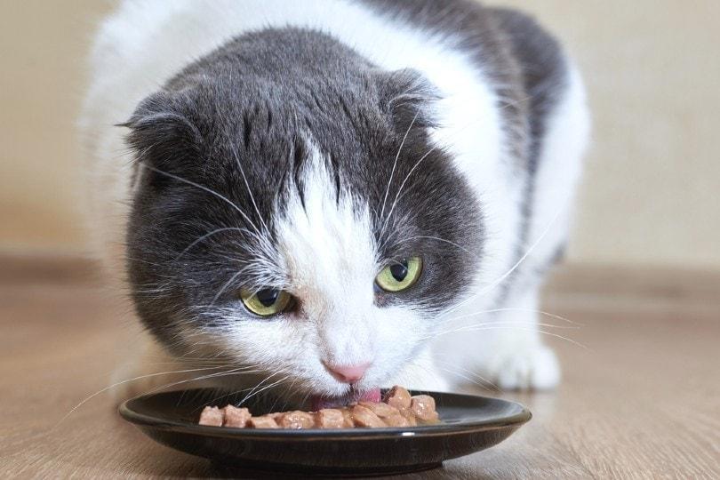 ¿Es bueno darle comida seca humedecida para gatos?