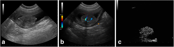 bladder cancer in dogs