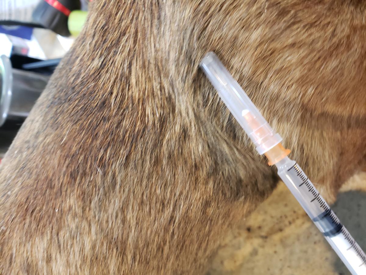 adequan injections for dogs​