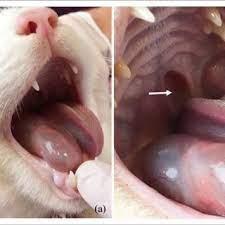 mucocele de saliva felina