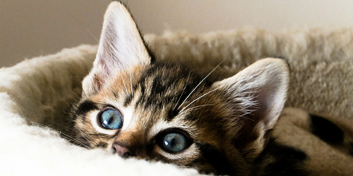 what to do when you take an adopted kitten home