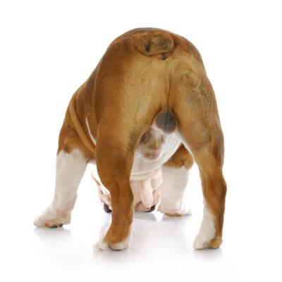 Dogs Anal Glands Are Full: How to Know