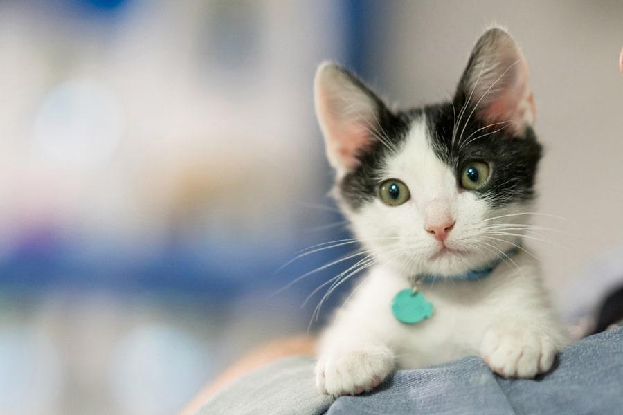 what to do when you take an adopted kitten home