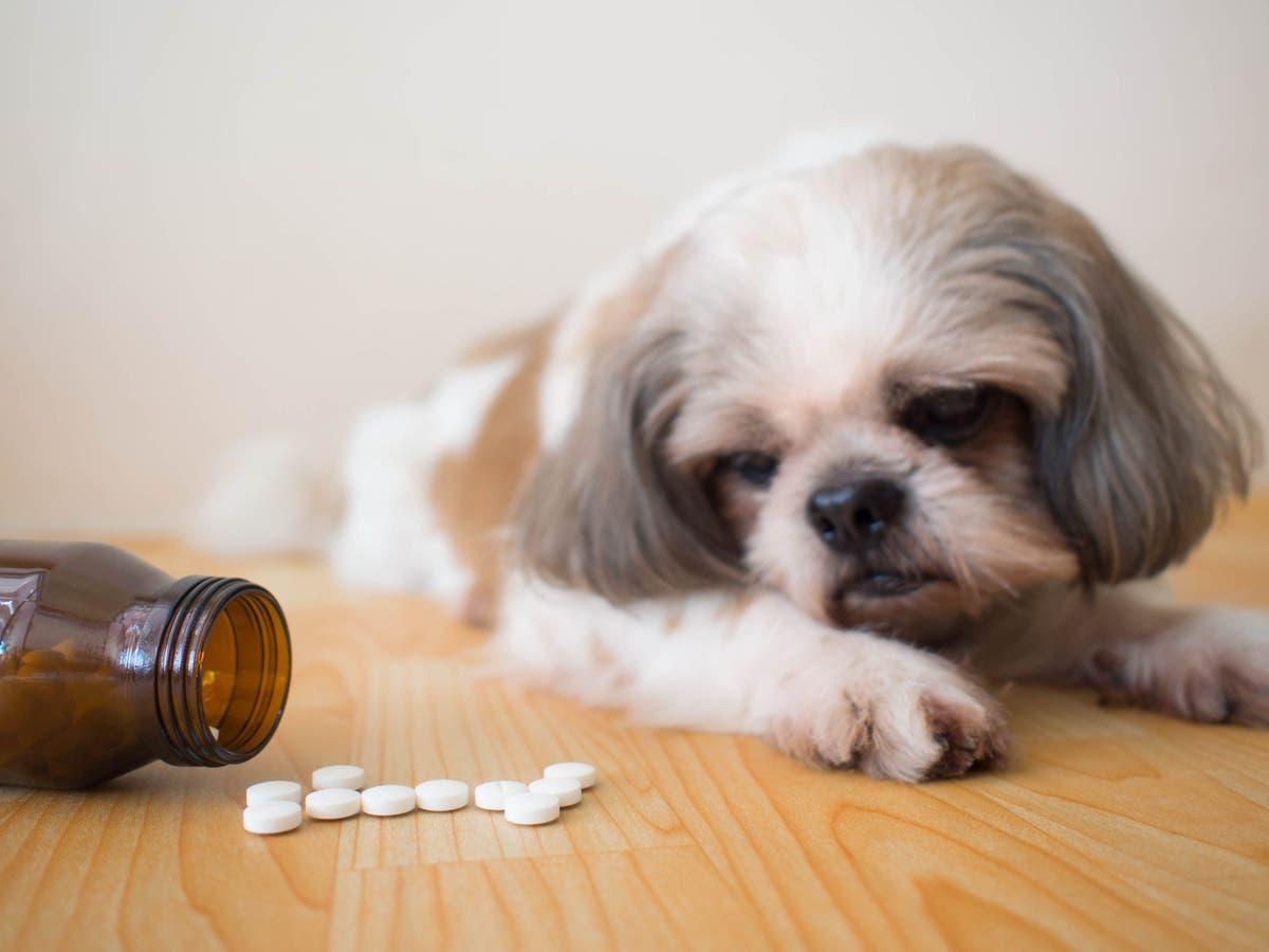 Terramycin for Dogs