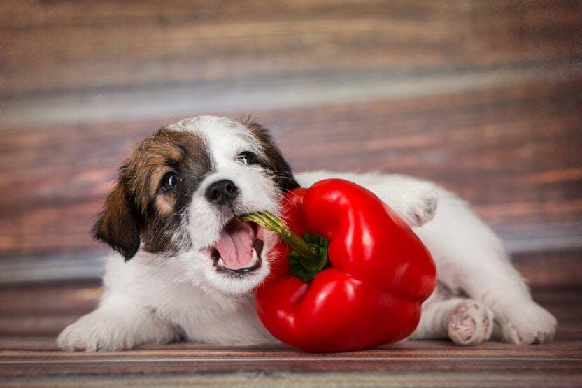 can dogs eat red peppers