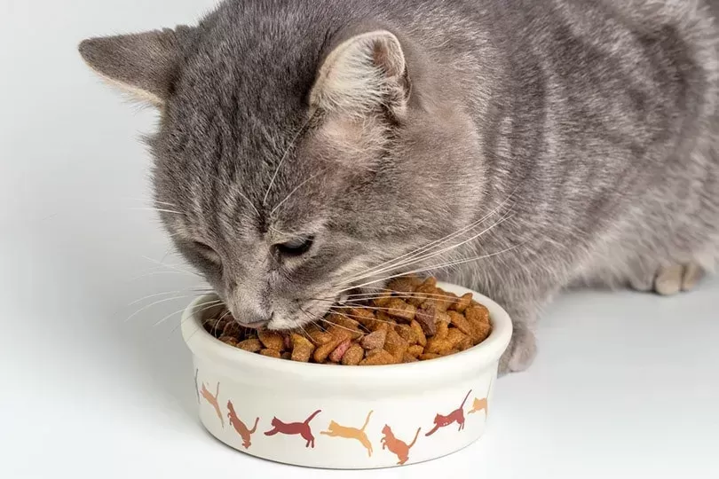 food for cats with sensitive stomachs