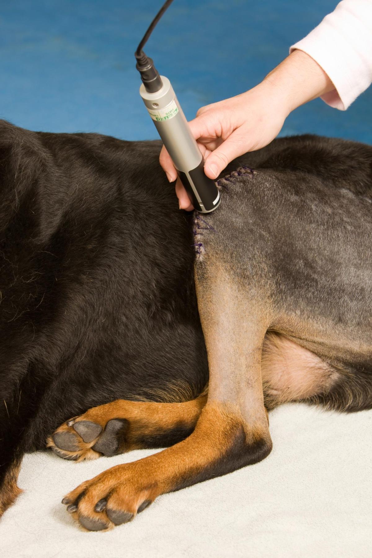 canine acl reconstruction