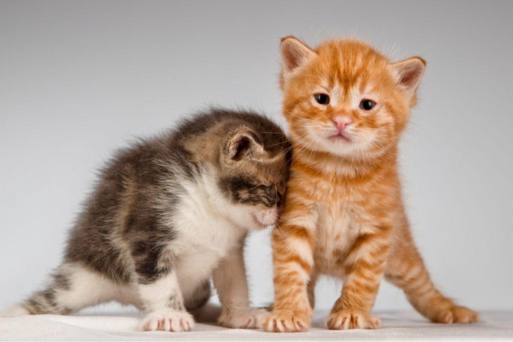 Male Kitten VS. Female Kitten