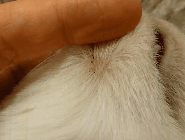 feline acne popping