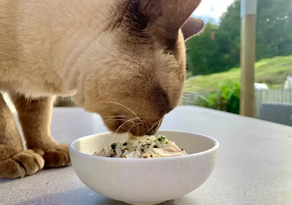 food for cats with sensitive stomachs