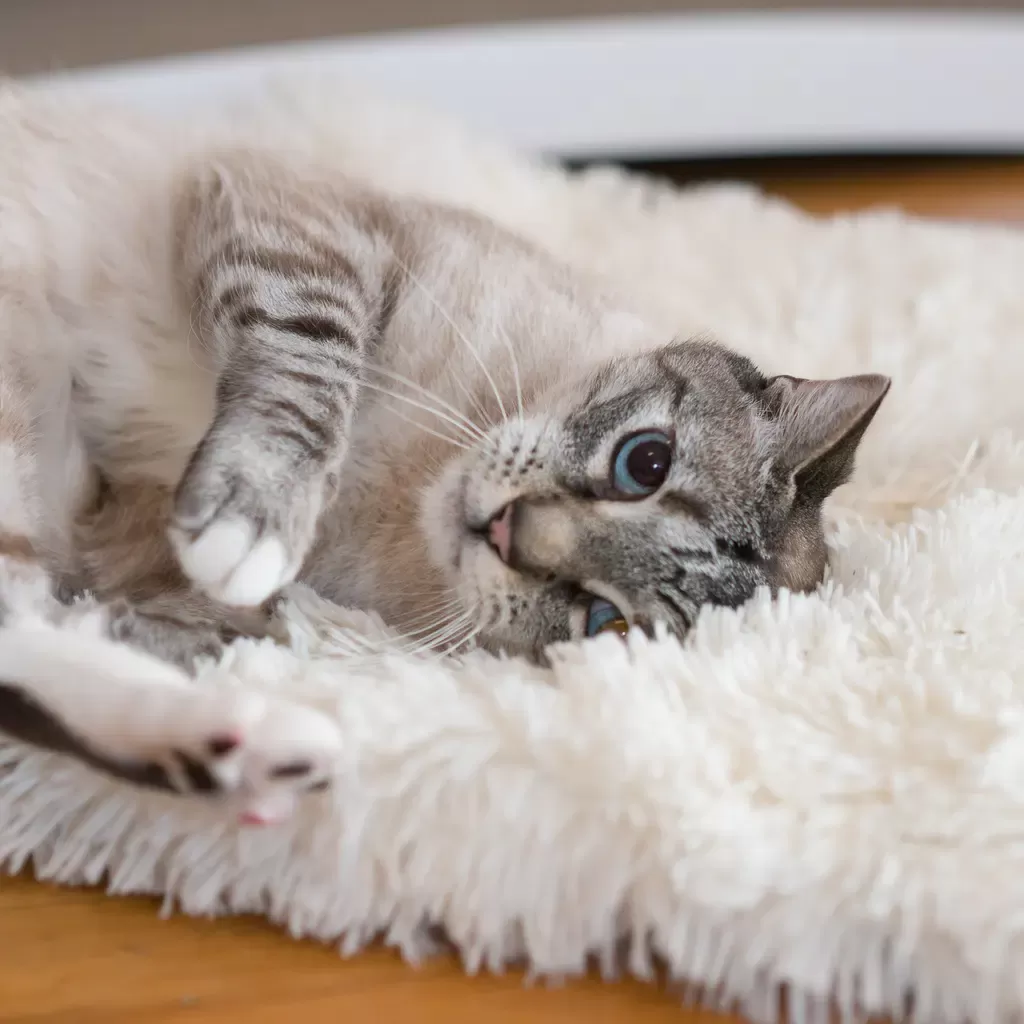 Cómo calmar a una gata en celo