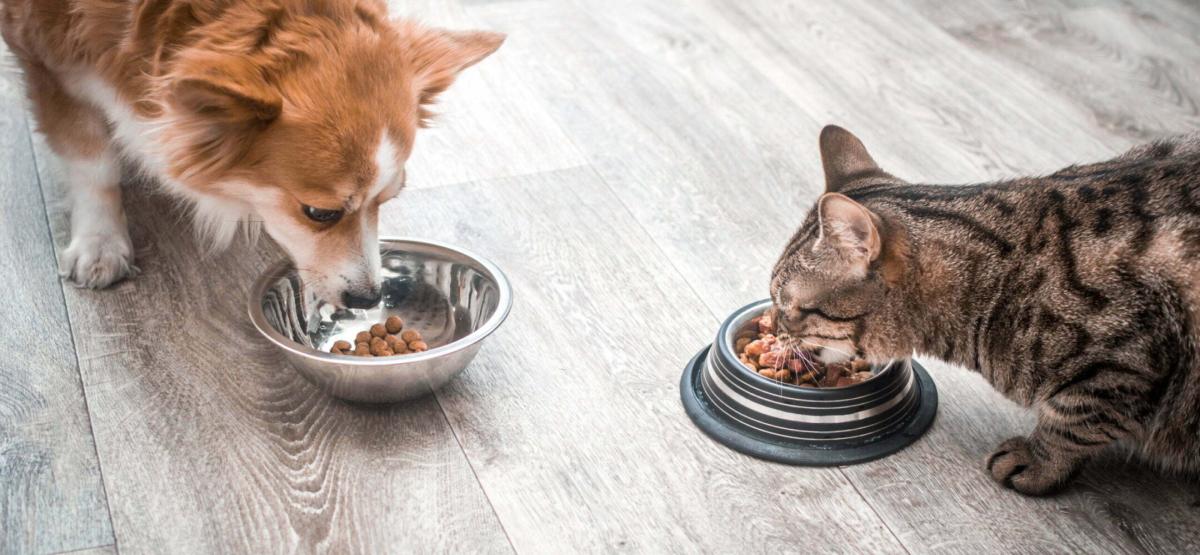 Is it ok for cats to eat dog food best sale