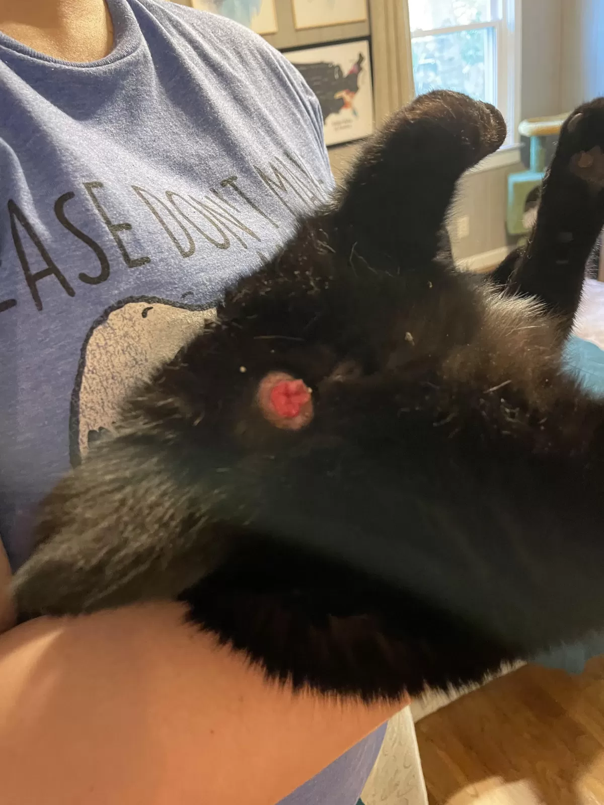 feline anal prolapse