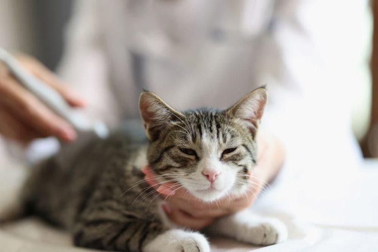 sepsis in cats