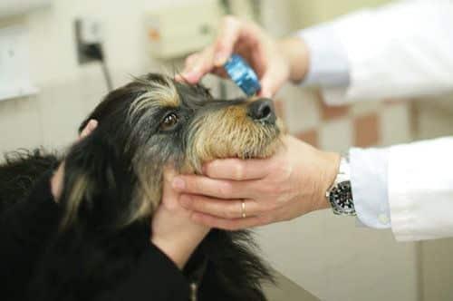 atrofia progressiva da retina em cães