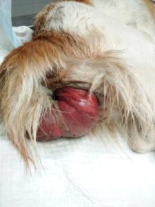 rectal prolapse in dogs