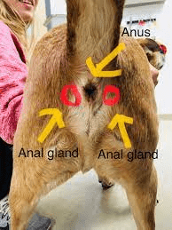 how to tell if dogs anal glands are full