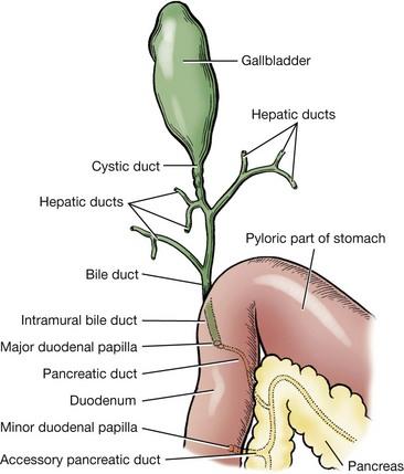 Colangiohepatite em gatos