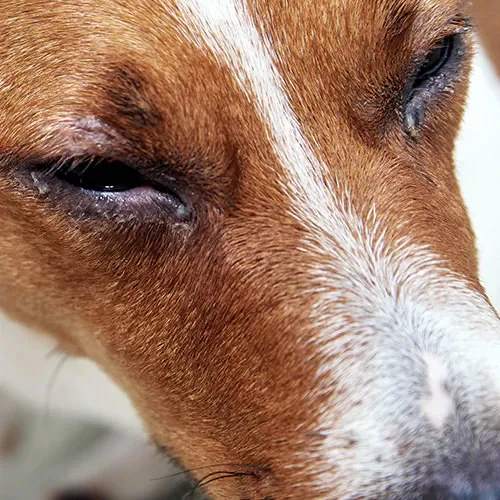 Why Is My Dogs Eye Swollen