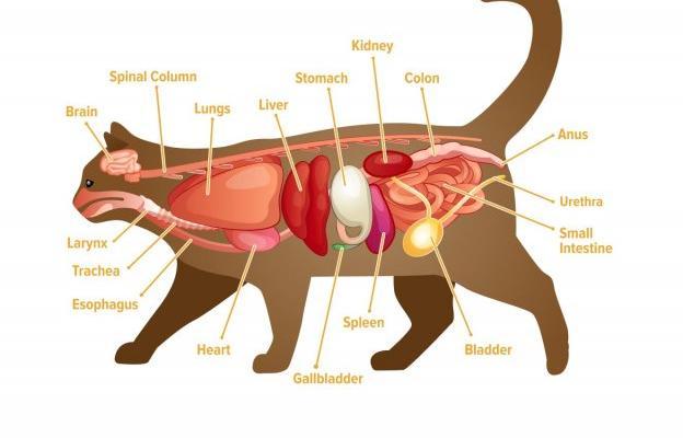 cholangiohepatitis in cats