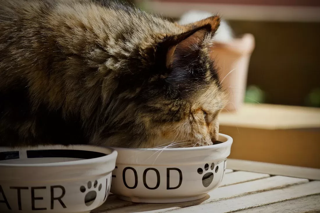 ¿Es bueno darle comida seca humedecida para gatos?