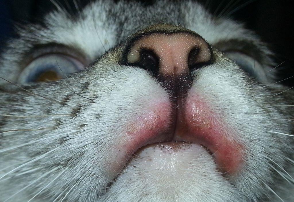 feline eosinophilic granuloma complex