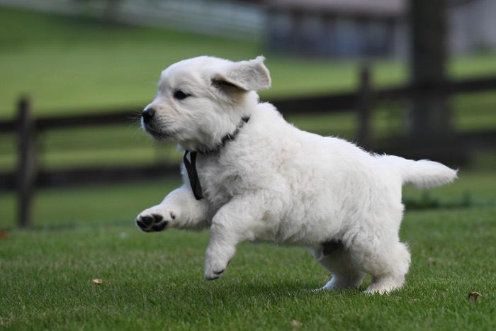 exercise guidelines for puppies