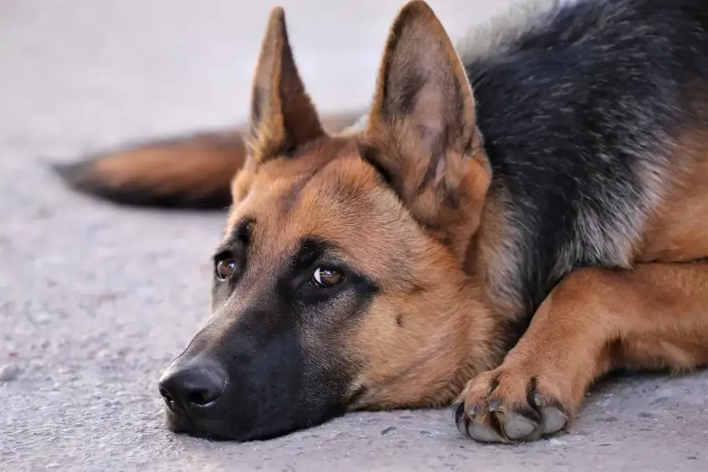 Mielopatía degenerativa canina