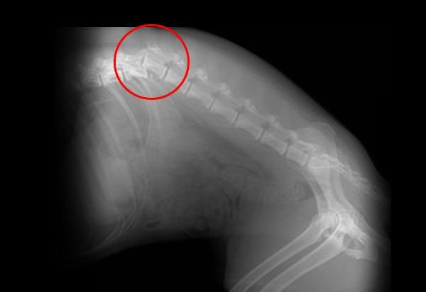 Feline Spinal Cord Injury