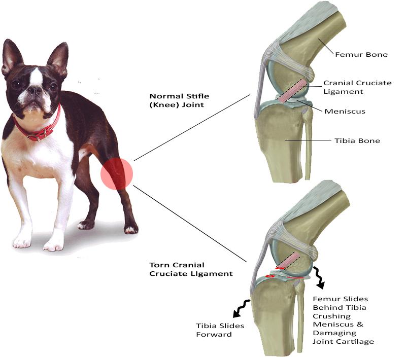 canine acl reconstruction