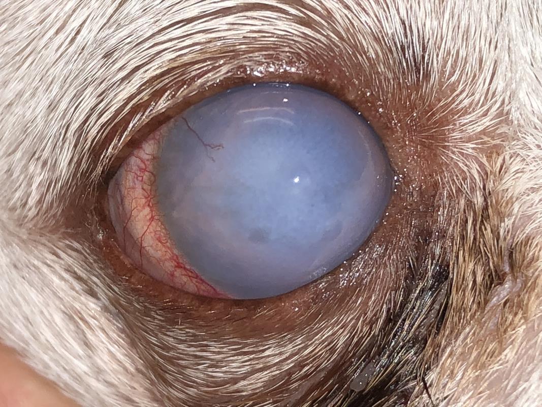 canine corneal dystrophy