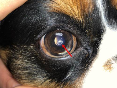 canine corneal dystrophy